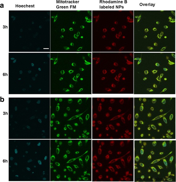 Nanoparticle-Delivered Artesunate Enhances Antitumor Efficacy via Mitochondrial Apoptosis Activation