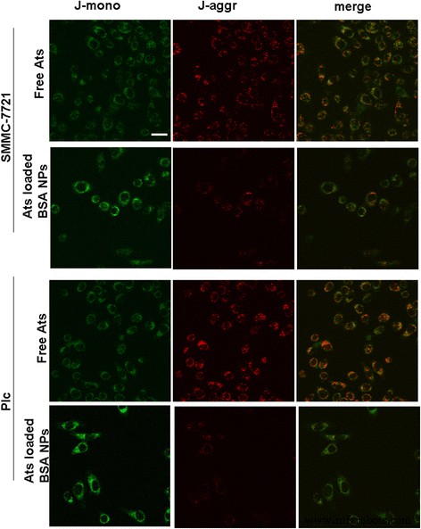 Nanoparticle-Delivered Artesunate Enhances Antitumor Efficacy via Mitochondrial Apoptosis Activation