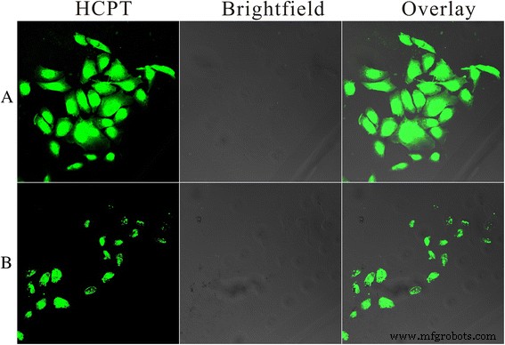 Solvent‑Free, Folate‑Functionalized Nanoneedles for Targeted Delivery of 10‑Hydroxycamptothecine
