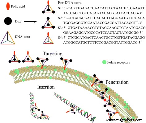 DNA Tetrahedron Nanocarriers Boost Doxorubicin-Mediated Apoptosis in HT-29 Colon Cancer Cells