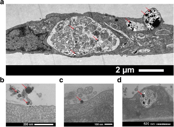 Using GaN/Fe Nanoparticles to Magnetically Guide Endothelial Cells in Vitro