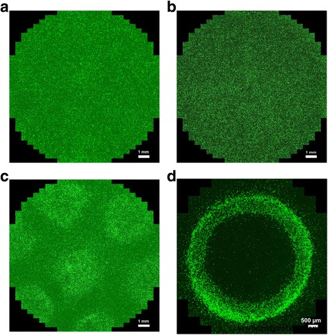 Using GaN/Fe Nanoparticles to Magnetically Guide Endothelial Cells in Vitro