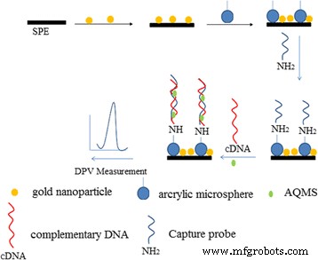 Ultra‑Sensitive Electrochemical DNA Biosensor Using Acrylic‑Gold Nanocomposite for Rapid Arowana Fish Gender Determination