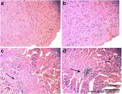 Dose‑Dependent Liver, Brain, and Embryonic Toxicity of Titanium Dioxide Nanoparticles in Mice
