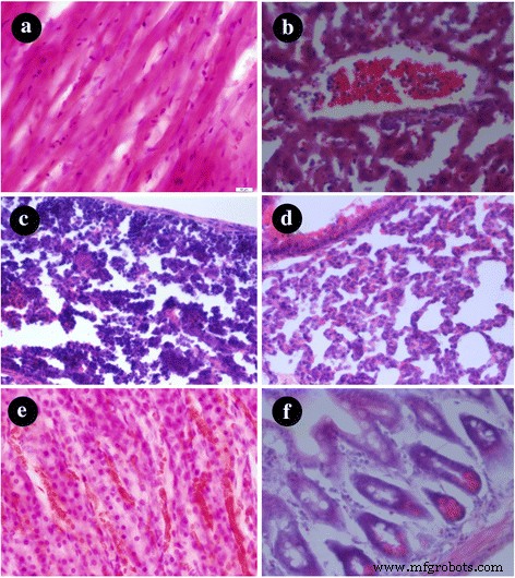PEG‑Coated Gold Nanostars: A Safe, High‑Contrast Agent for CT Imaging with Rapid Renal Clearance