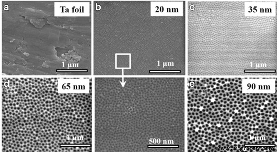 Optimized Biocompatibility of Anodic Tantalum Oxide Nanotube Arrays