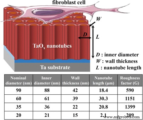Optimized Biocompatibility of Anodic Tantalum Oxide Nanotube Arrays