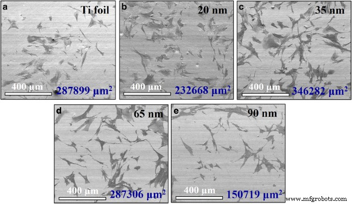 Optimized Biocompatibility of Anodic Tantalum Oxide Nanotube Arrays