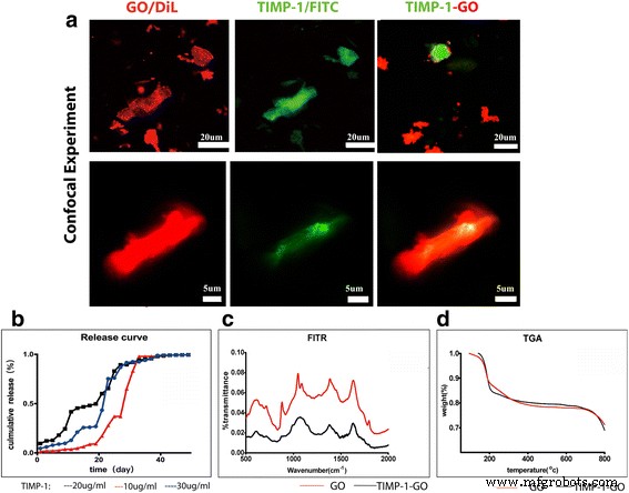 Graphene Oxide-Delivered TIMP‑1 Enhances Skin Regeneration Over 40 Days