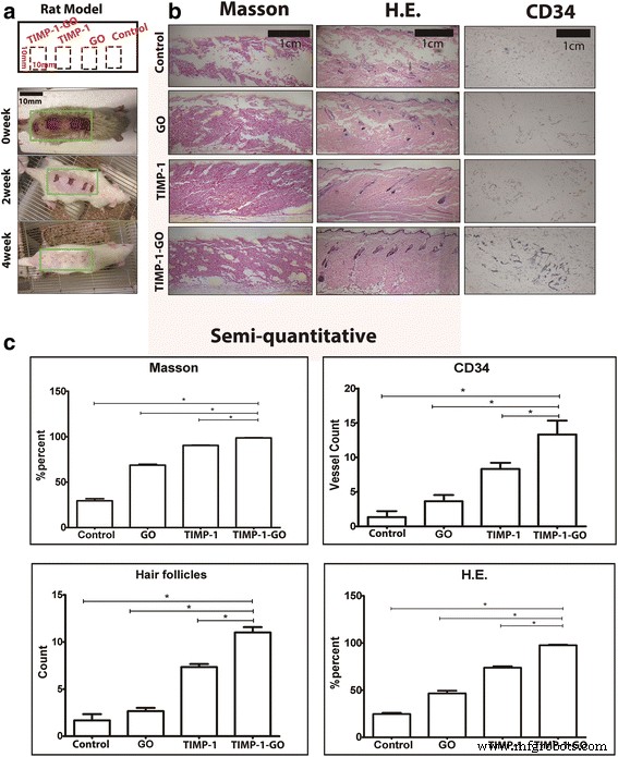 Graphene Oxide-Delivered TIMP‑1 Enhances Skin Regeneration Over 40 Days