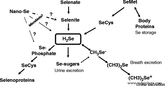 Nano‑Selenium in Monogastric Nutrition: How Gut Microbiota Drives Its Conversion to Active Selenoproteins