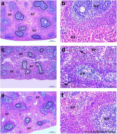 Targeted Anti‑Tumor Delivery of Methotrexate via Chondroitin Sulfate‑Based Nanogels