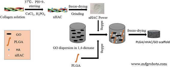 Graphene Oxide‑Integrated nHAC/PLGA Scaffolds Promote Osteoblast Proliferation and Bone Regeneration