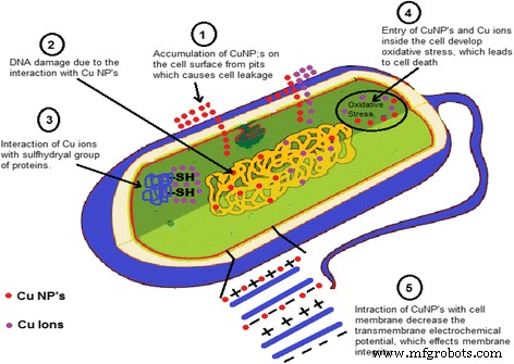 Green Production of Copper Nanoparticles: Catalytic, Antibacterial, Cytotoxic, and Antioxidant Potentials