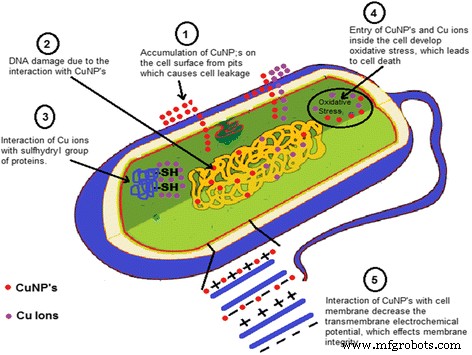 Green Production of Copper Nanoparticles: Catalytic, Antibacterial, Cytotoxic, and Antioxidant Potentials