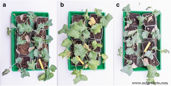 Maghemite Nanoparticles Enhance Growth and Drought Tolerance in Brassica napus by Acting as Nanozymes