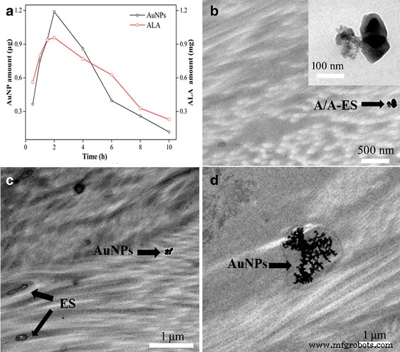 Biocompatible 5‑Aminolevulinic Acid / Gold Nanoparticle‑Loaded Ethosomal Vesicles: A Synergistic Photodynamic/Photothermal Transdermal Strategy for Hypertrophic Scar Treatment
