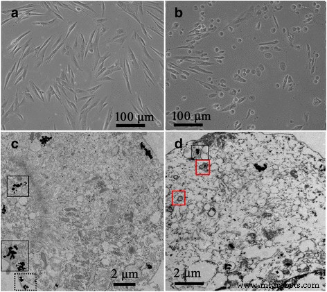 Biocompatible 5‑Aminolevulinic Acid / Gold Nanoparticle‑Loaded Ethosomal Vesicles: A Synergistic Photodynamic/Photothermal Transdermal Strategy for Hypertrophic Scar Treatment