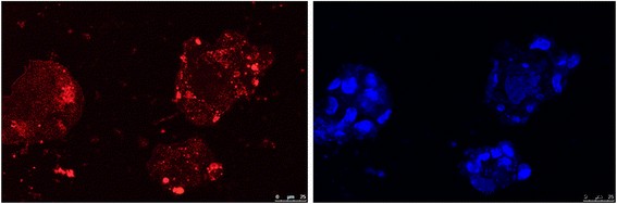 Long‑Lasting Near‑Infrared Persistent Luminescent Nanoparticles Co‑doped with Cr³⁺/Eu³⁺ for Advanced Cell Imaging