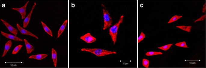 Biocompatibility of Graded Nano‑Glass/Zirconia Dental Materials After Aging