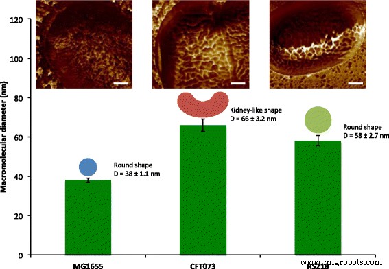 Unveiling E. coli Genotype-Specific Macromolecules Using AFM Nanomechanical Mapping