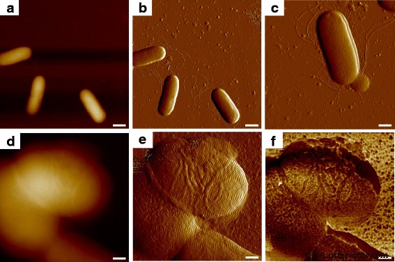 Unveiling E. coli Genotype-Specific Macromolecules Using AFM Nanomechanical Mapping