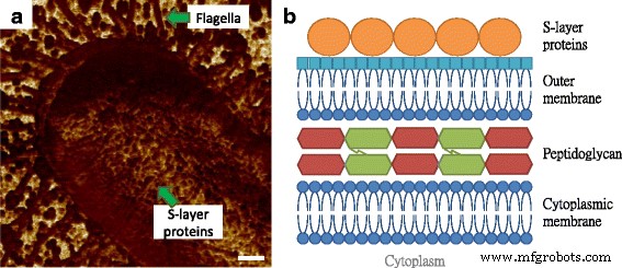 Unveiling E. coli Genotype-Specific Macromolecules Using AFM Nanomechanical Mapping