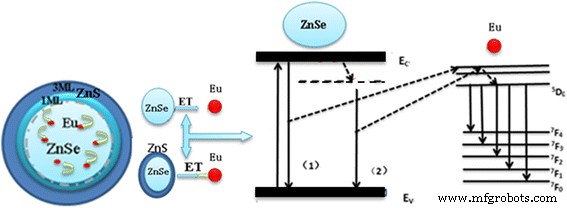 Impact of Shell Thickness on Energy Transfer in Eu‑Doped Core–Shell ZnSe/ZnS Quantum Dots