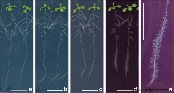 Impact of Gold Nanoparticle Size and Concentration on Root Development in Arabidopsis thaliana
