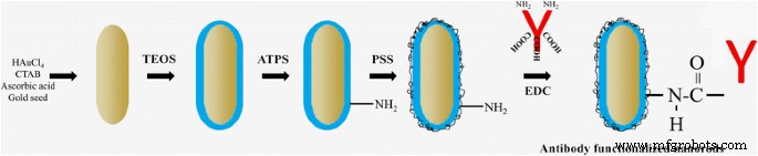 Antibody‑Functionalized Silica‑Coated Gold Nanorods for Rapid Diagnosis and Photothermal Treatment of Cryptococcus neoformans