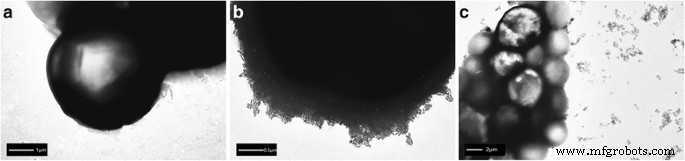 Antibody‑Functionalized Silica‑Coated Gold Nanorods for Rapid Diagnosis and Photothermal Treatment of Cryptococcus neoformans