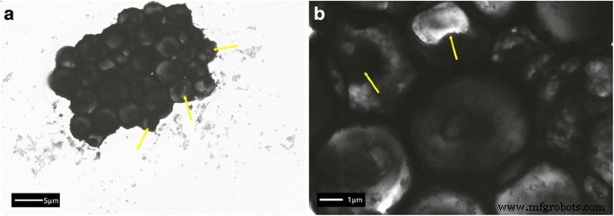 Antibody‑Functionalized Silica‑Coated Gold Nanorods for Rapid Diagnosis and Photothermal Treatment of Cryptococcus neoformans