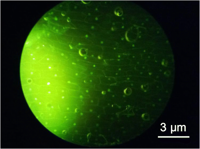 Bright Fluorescent Carbon Quantum Dots from Lemon Juice: Hydrothermal Synthesis and Optical Characterization