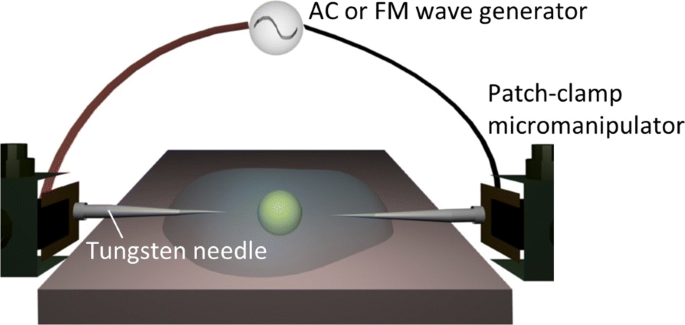 Frequency‑Modulated Dielectrophoresis of Vesicles and Cells: Predictable U‑Turn Trajectories at the Crossover Frequency