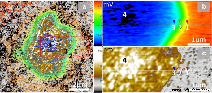 Low-Temperature Annealing of Graphene Oxide Films: Impact on Electrical Conductivity and Surface Potential via SKPFM