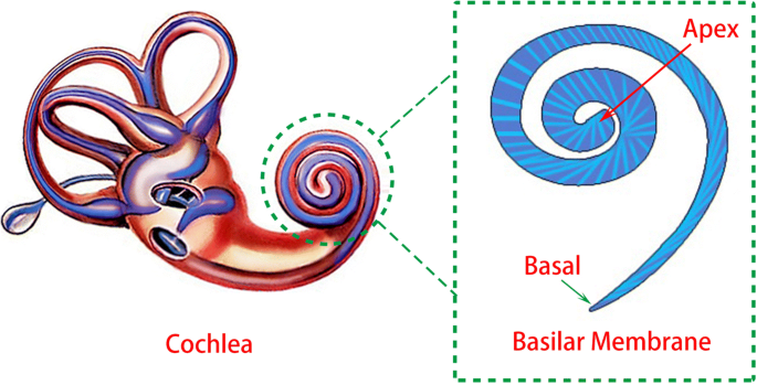 Self‑Powered Bionic Cochlear Basilar‑Membrane Sensor Using Triboelectric Nanogenerator for High‑Resolution Frequency Selectivity