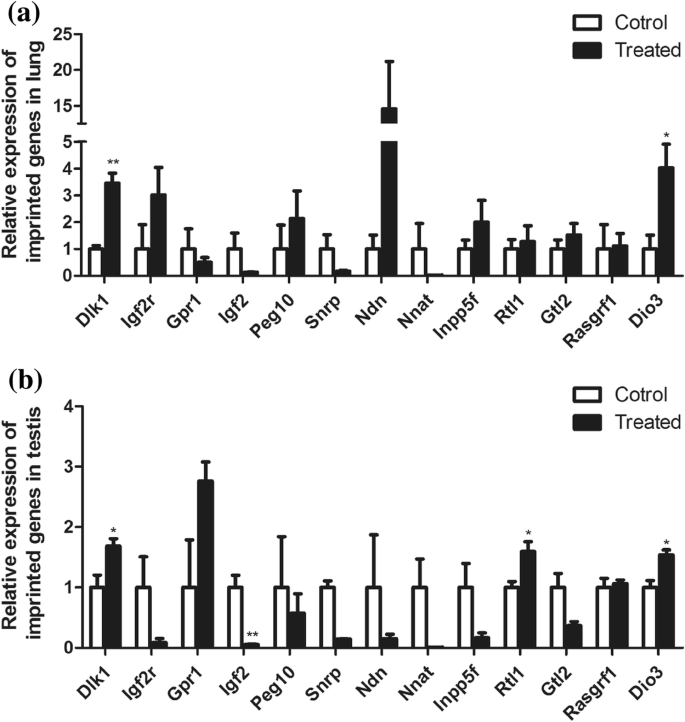 Silica Nanoparticle Impact on Gene Expression and DNA Methylation in Lung and Testis Tissues