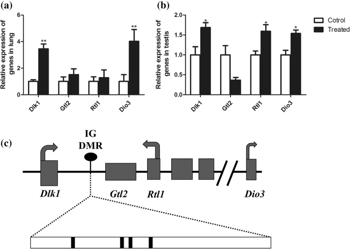 Silica Nanoparticle Impact on Gene Expression and DNA Methylation in Lung and Testis Tissues