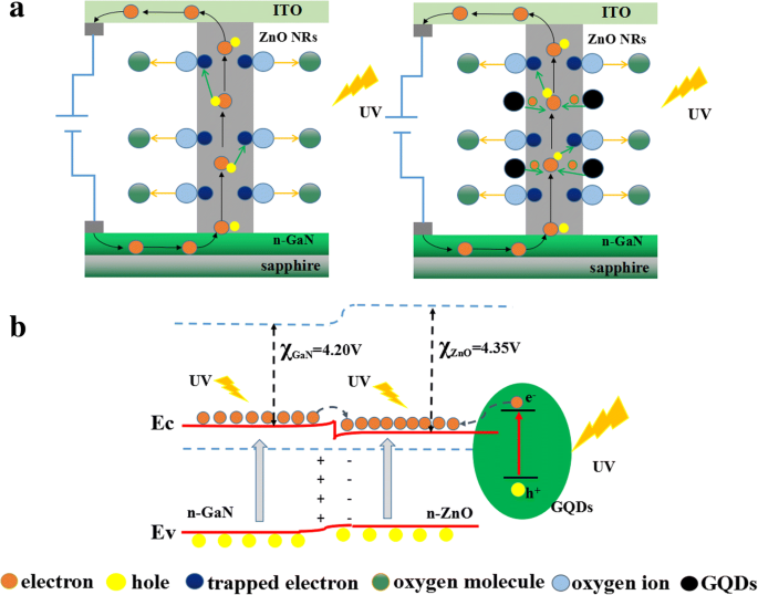 Ultra‑Sensitive UV Photodetector Using Graphene Quantum Dot‑Decorated ZnO Nanorods on GaN Isotype Heterojunctions