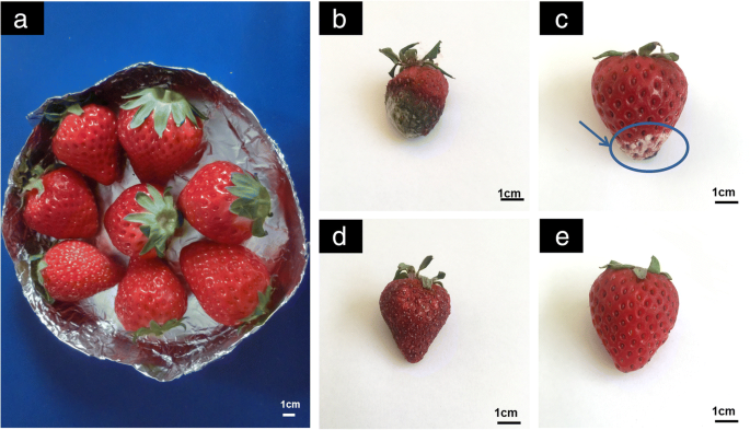 Advanced CMCS/PEO Nanofiber Membranes via Electrospinning for Enhanced Fruit Freshness Preservation