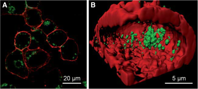 Biomedical Applications of Gold Nanoclusters: Recent Advances and Future Directions