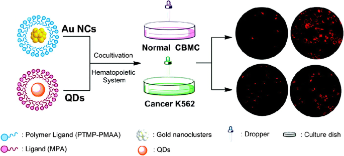 Biomedical Applications of Gold Nanoclusters: Recent Advances and Future Directions