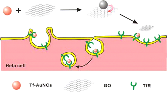 Biomedical Applications of Gold Nanoclusters: Recent Advances and Future Directions