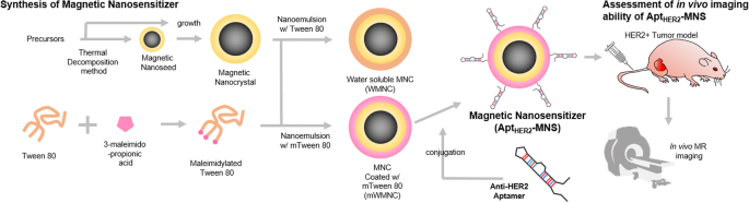 HER2-Targeted Magnetic Nanosensitizer Enhances In Vivo MRI for HER2-Positive Cancers
