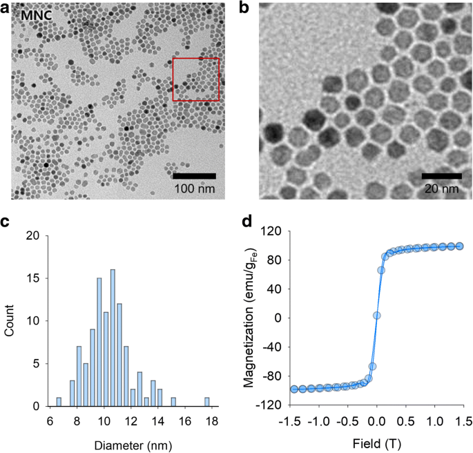 HER2-Targeted Magnetic Nanosensitizer Enhances In Vivo MRI for HER2-Positive Cancers