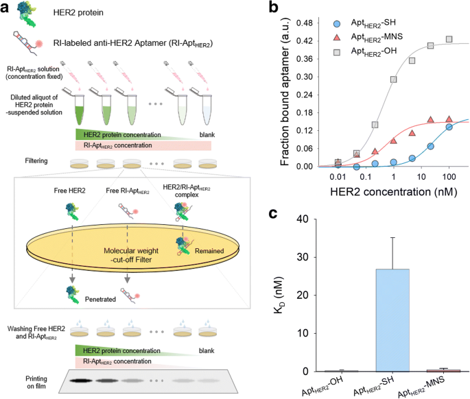 HER2-Targeted Magnetic Nanosensitizer Enhances In Vivo MRI for HER2-Positive Cancers