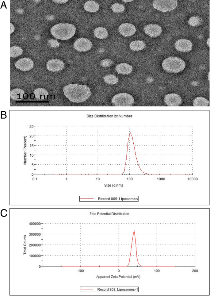 Dual‑Mode MRI/Fluorescence Nanoprobe cRGD‑Gd‑Cy5.5 for Targeted Imaging of Integrin αvβ3‑Positive Tumors