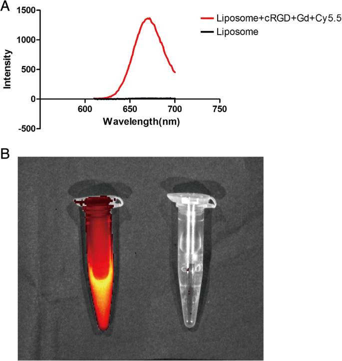Dual‑Mode MRI/Fluorescence Nanoprobe cRGD‑Gd‑Cy5.5 for Targeted Imaging of Integrin αvβ3‑Positive Tumors