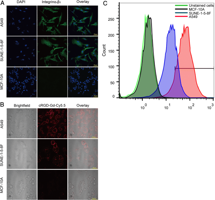 Dual‑Mode MRI/Fluorescence Nanoprobe cRGD‑Gd‑Cy5.5 for Targeted Imaging of Integrin αvβ3‑Positive Tumors