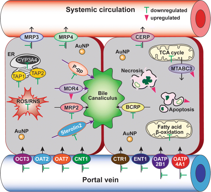 Gold Nanoparticles Modulate CYP3A4 Activity and Cellular Toxicity in Human Hepatocellular Carcinoma: Influence of Size, Surface Chemistry, and Protein Corona